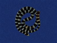 藏品(黑唇青斑海蛇)的圖片